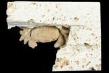 Fossil Crab (Potamon) Preserved in Travertine - Turkey #121391-1
